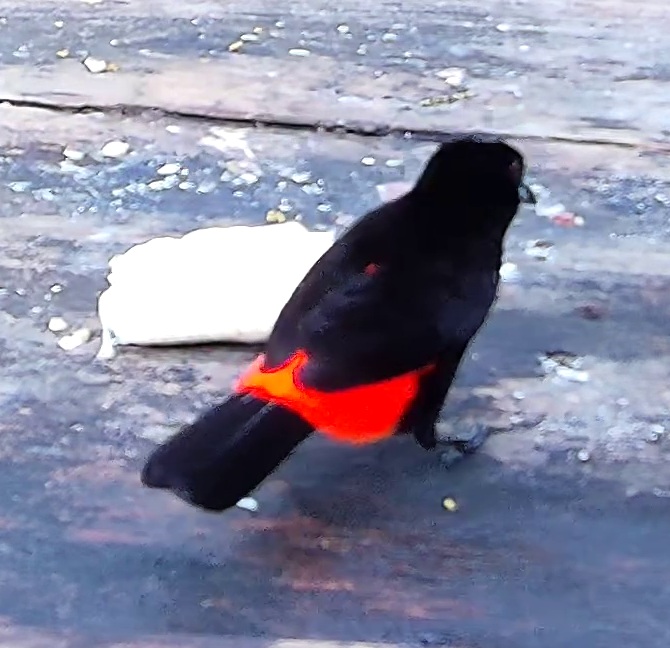 Cherrie's tanager