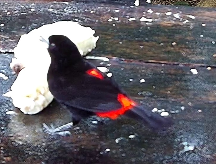 Flame-rumped Tanager