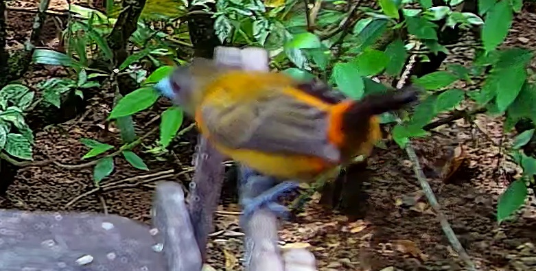 Flame-rumped Tanager