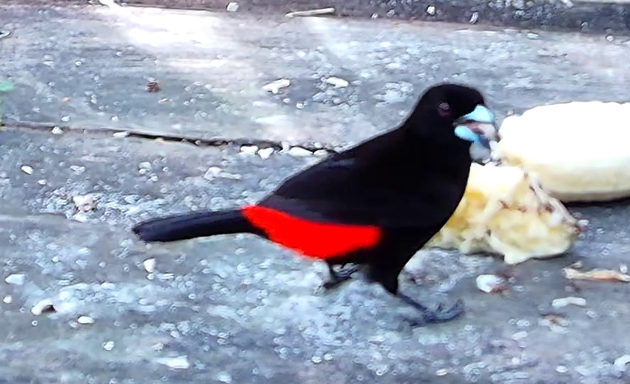 Flame-rumped Tanager