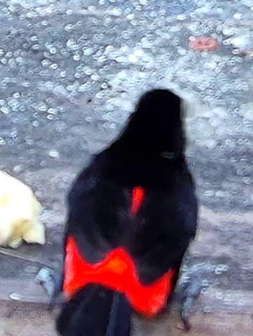 Flame-rumped Tanager