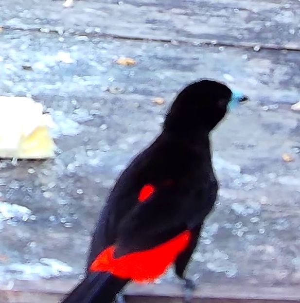 Flame-rumped Tanager