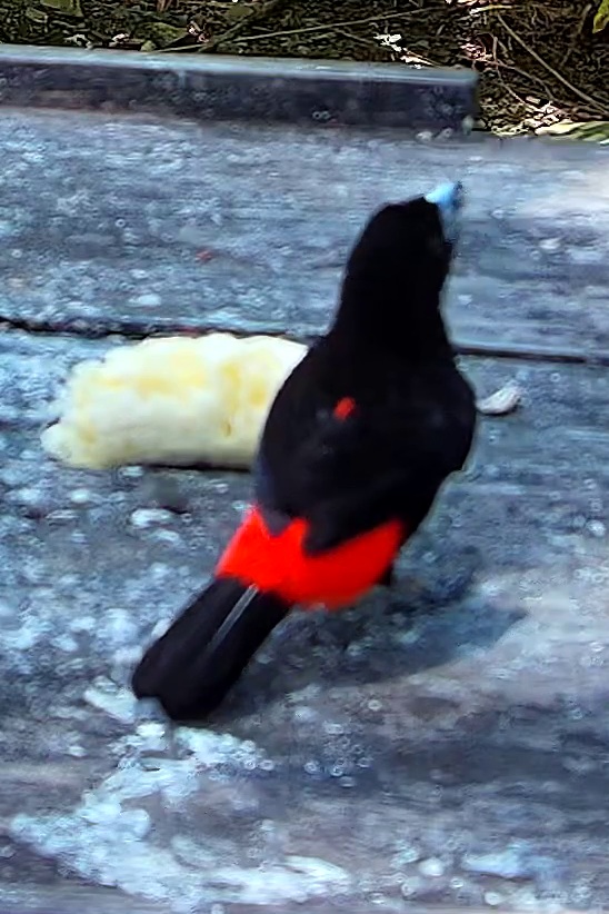 Flame-rumped Tanager