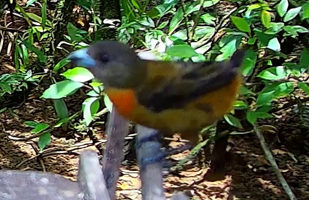 Flame-rumped Tanager