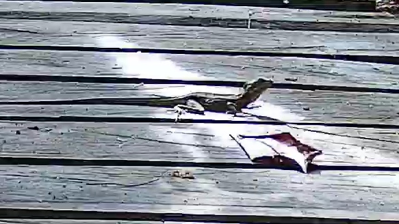 Brown basilisk