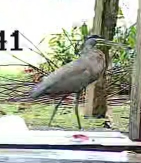 Bird