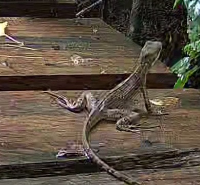 Brown basilisk