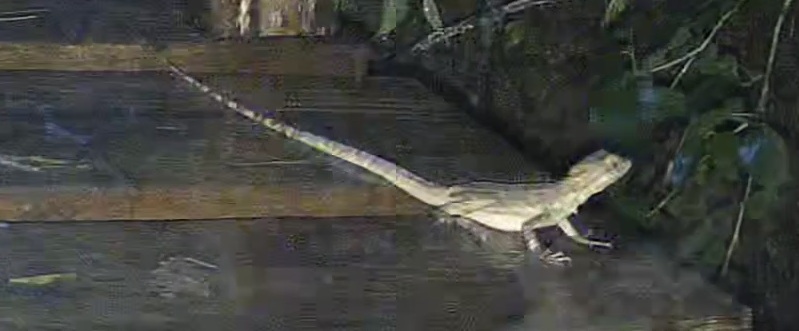Lizard