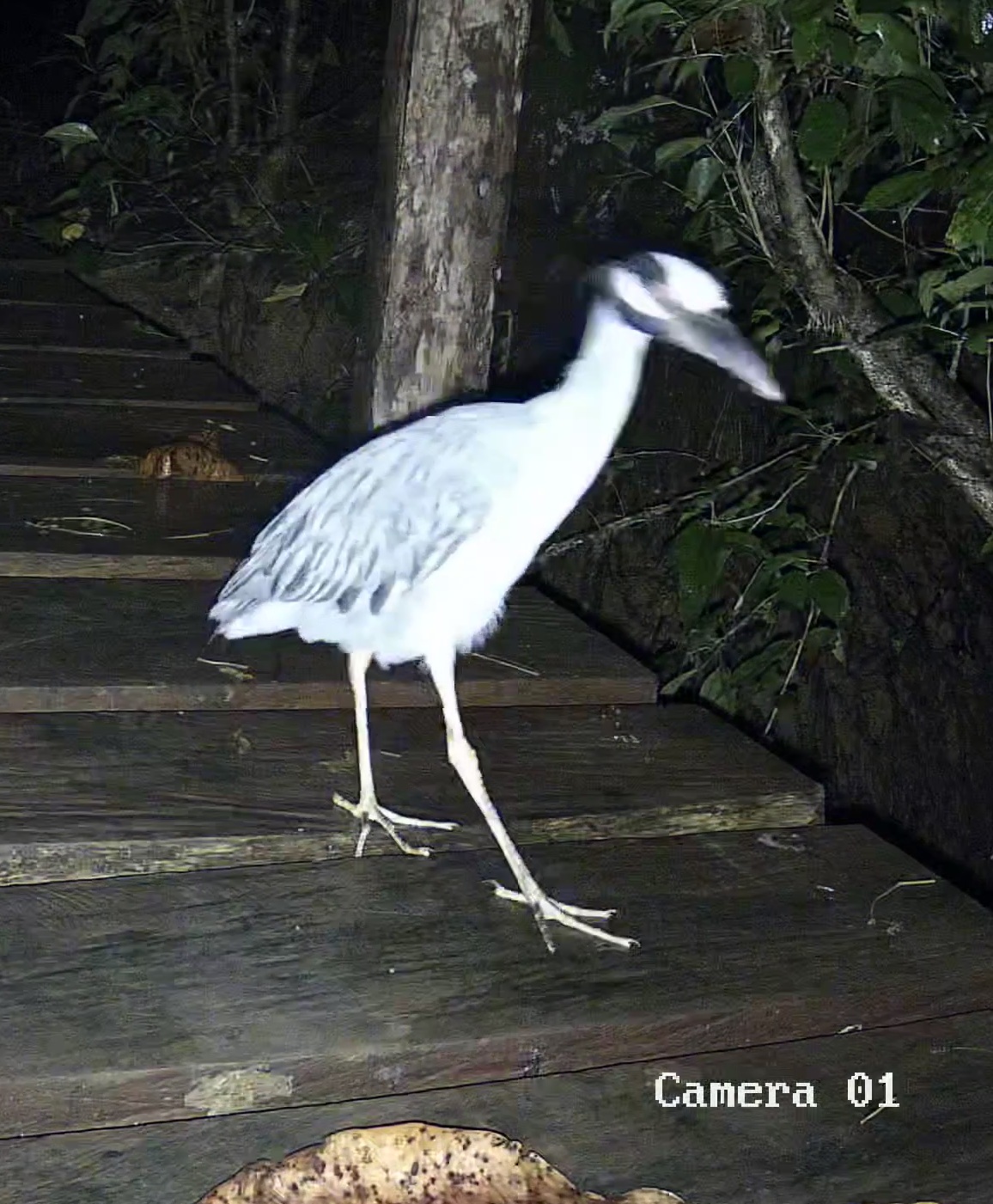 Yellow-crowned night heron