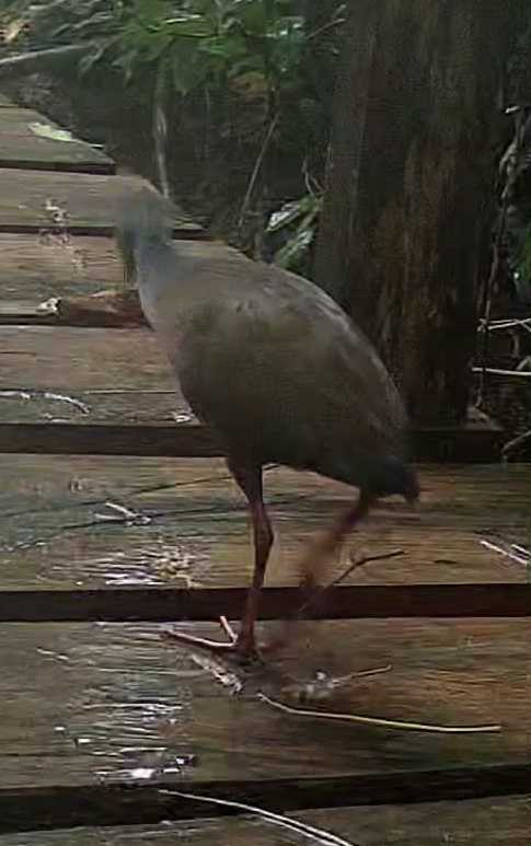 Grey-necked wood-rail