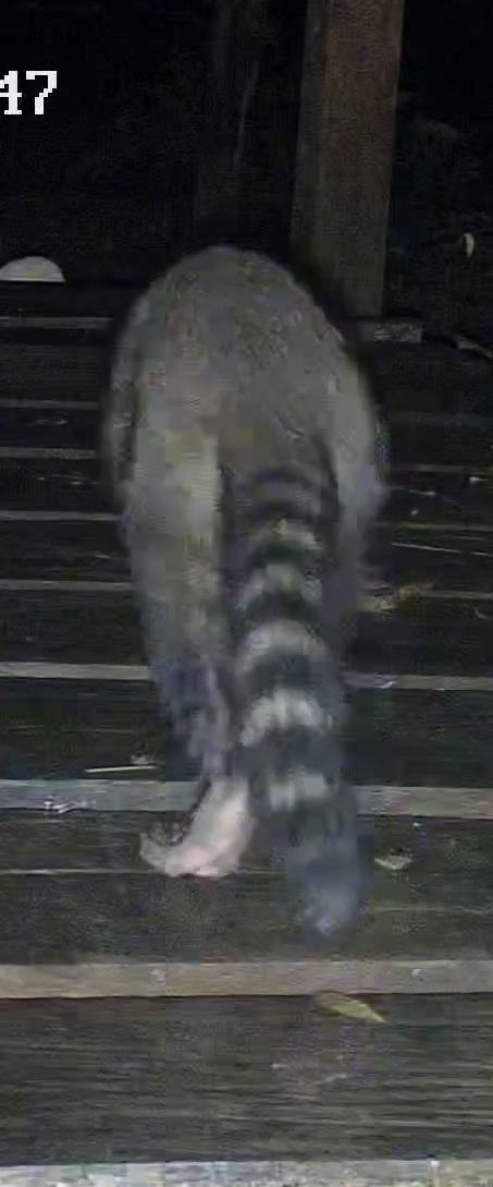 Crab-eating raccoon