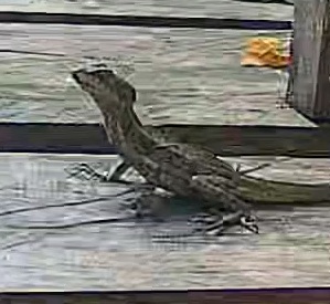 Common basilisk