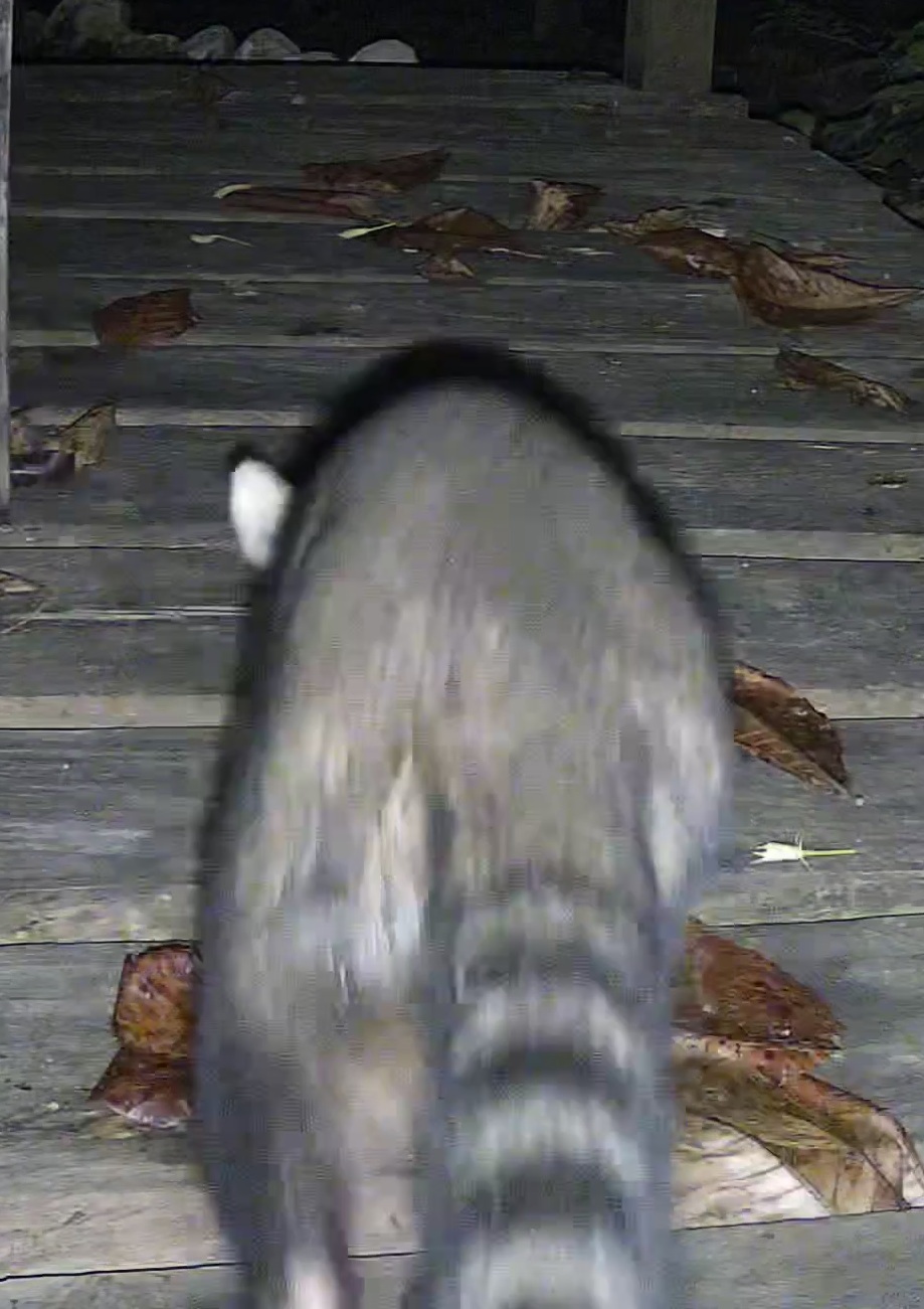 Crab-eating raccoon