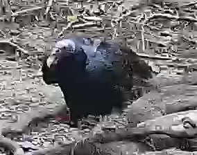 Black Vulture