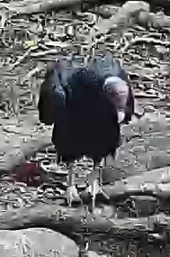 Black Vulture