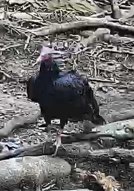 Turkey Vulture