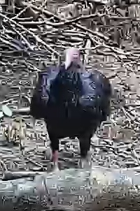 Turkey Vulture