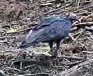 Black Vulture