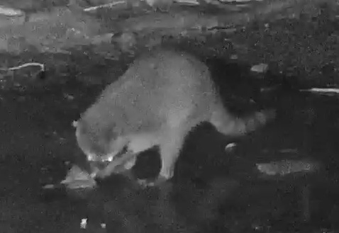 Crab-eating raccoon