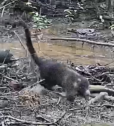 White-nosed coati