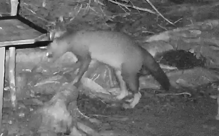 Crab-eating raccoon
