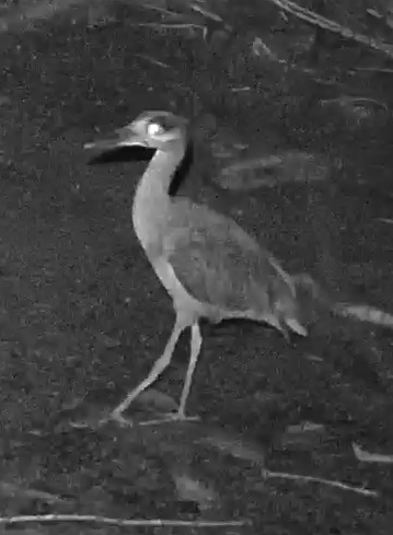 Double-striped thick-knee