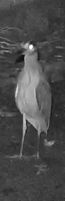Black-crowned night heron