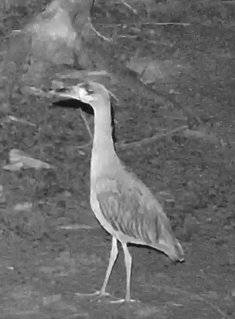 Yellow-crowned Night-Heron