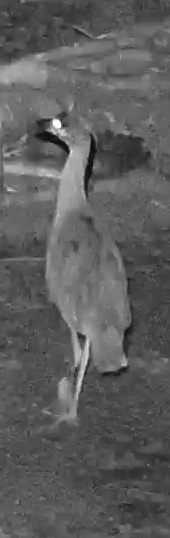 Yellow-crowned Night-Heron