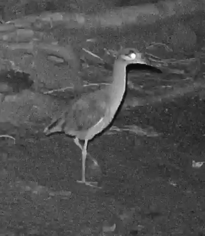 Double-striped Thick-knee