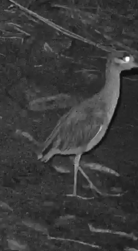 Yellow-crowned night heron