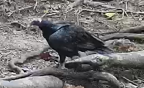 Black Vulture
