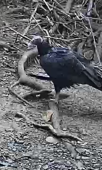 Black Vulture