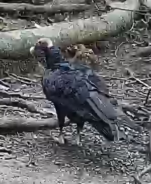 Black Vulture