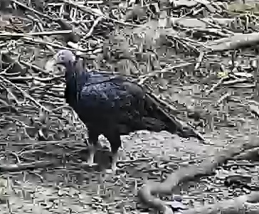 Black Vulture