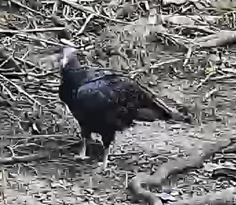 Black Vulture