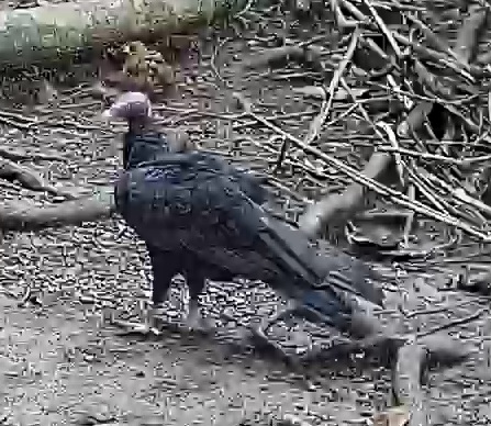 Turkey vulture