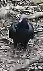 Black Vulture