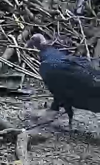 Crested Guan