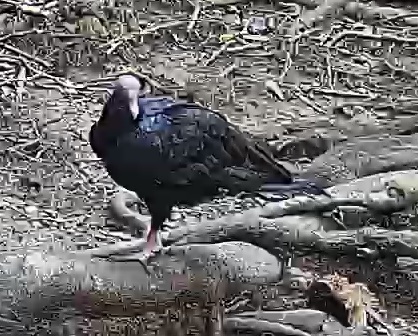 Turkey Vulture