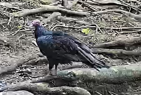 Turkey Vulture