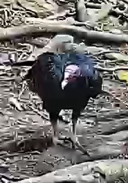 Turkey Vulture
