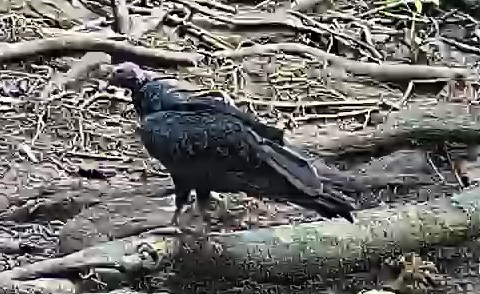 Turkey vulture