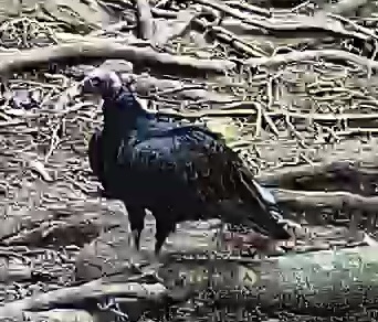 Black Vulture