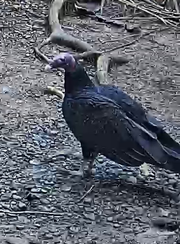 Turkey Vulture