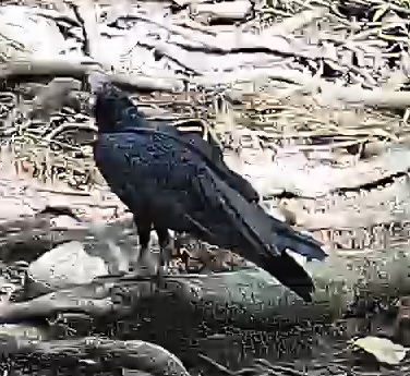 Black Vulture