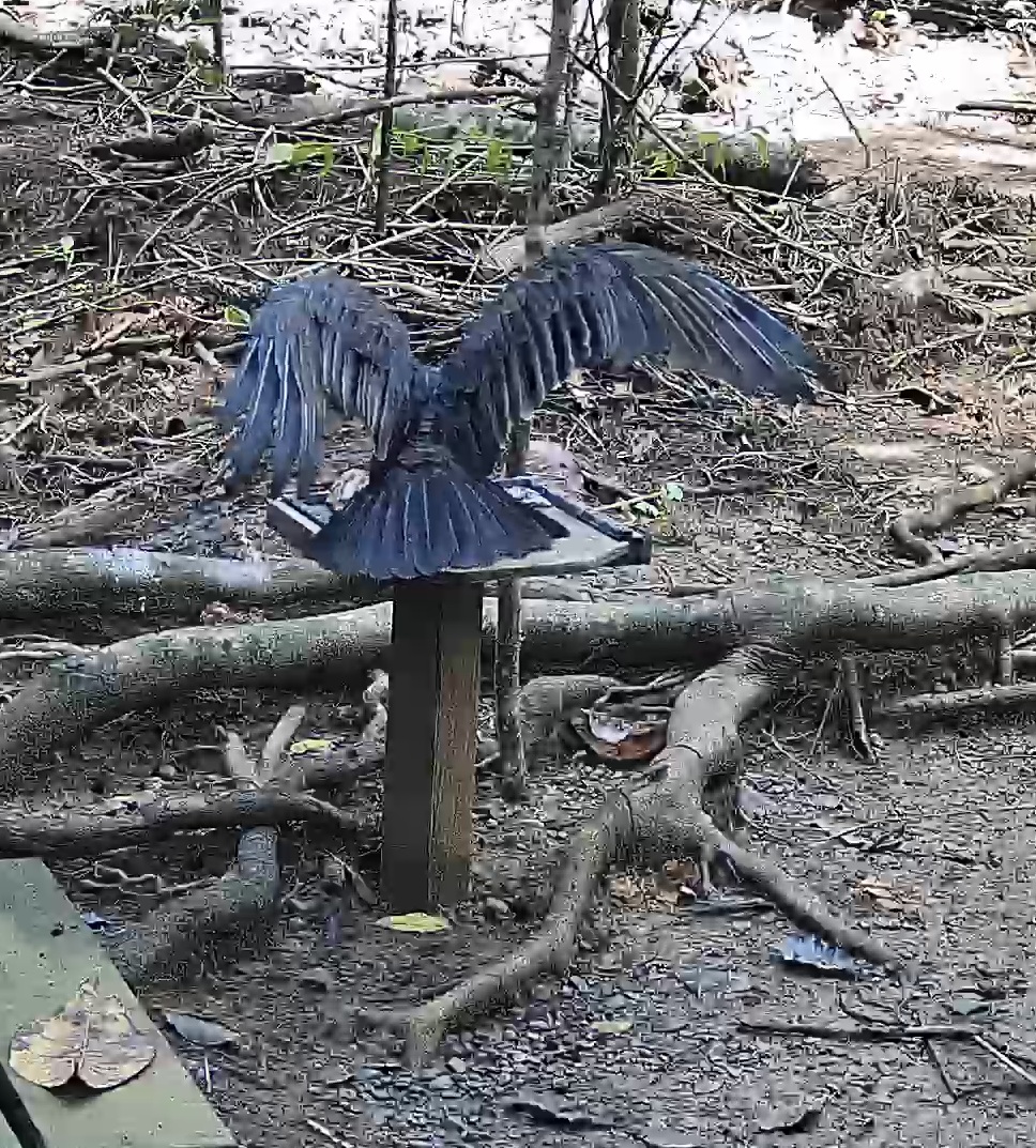 Black Vulture