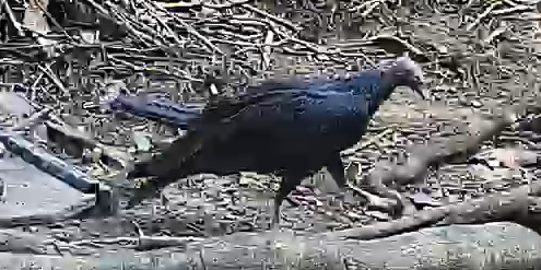 Satin Bowerbird