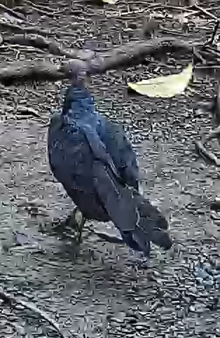 Black Vulture