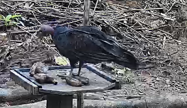 Turkey Vulture